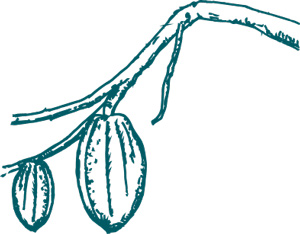 cocoa tree branch illustration